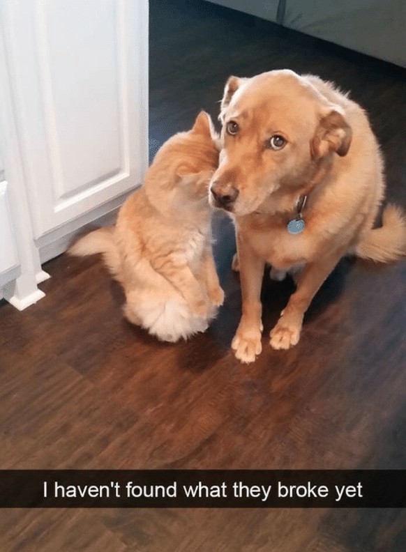 Hund und Katze
Cute News