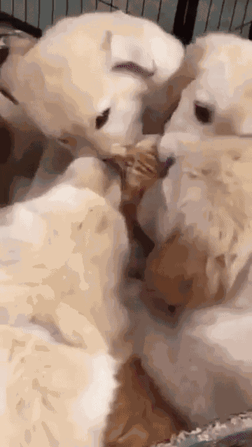 Animiertes GIF