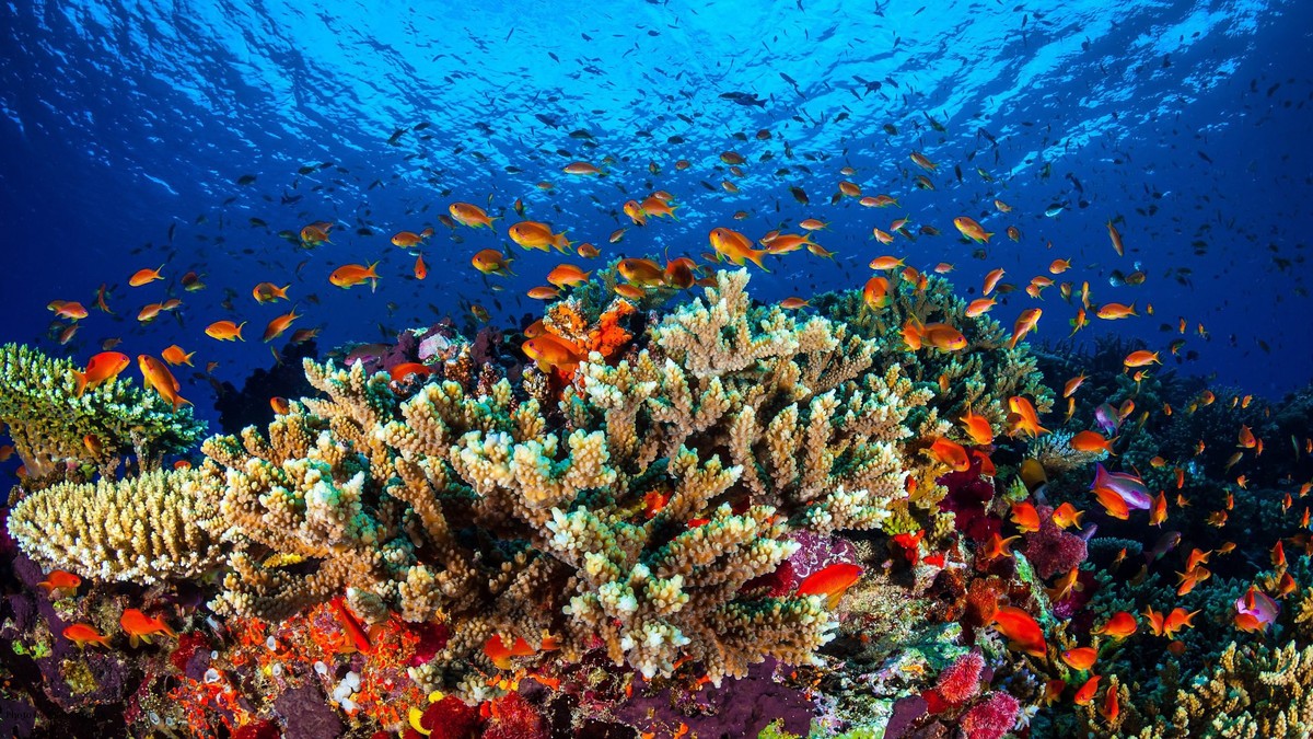 epa05136297 An undated handout picture made available by Australia's James Cook University (JCU) on 31 January 2016 shows marine life in the Great Barrier Reef, in the Coral Sea, off the coast of ...