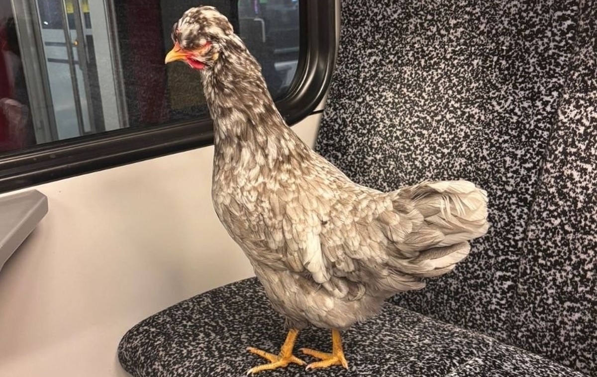 Une poule monte mystérieusement à bord d'un train CFF.