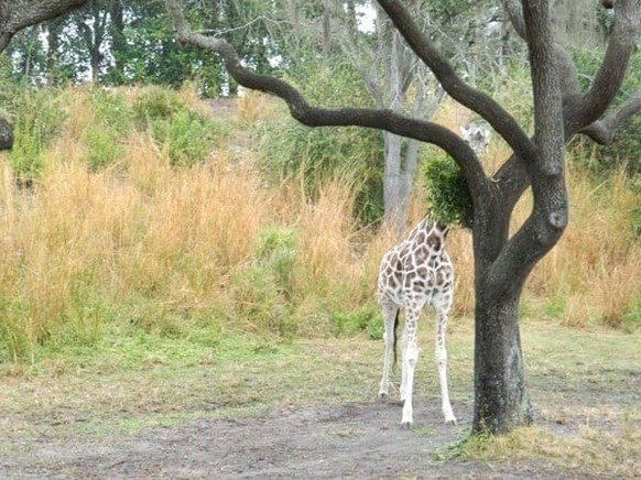 cute news animal tier giraffe

https://tailandfur.com/pictures-of-animal-playing-hide-and-seek/
