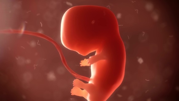 Ein Embryo im Mutterleib, Symbolbild.