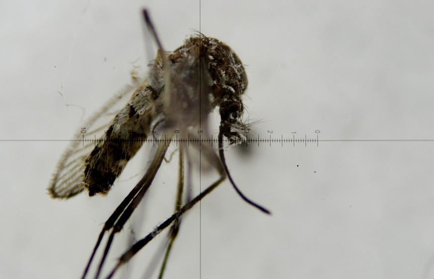 Überträger des Zika-Virus: Stechmücken der Art Aedes aegypti.