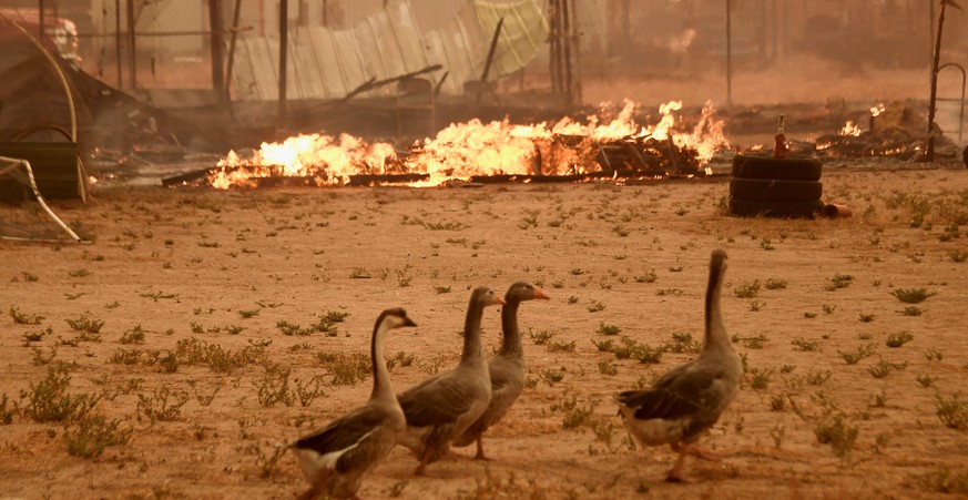 Geese walk past a chicken coop that burned with animals inside (not pictured) at the so-called Bluecut Fire in the San Bernardino National Forest in San Bernardino County, California, U.S. August 16,  ...