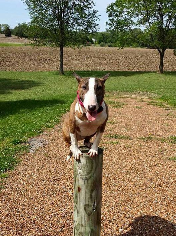 Hund auf Pfosten

https://www.pinterest.com/pin/301248662556936009/