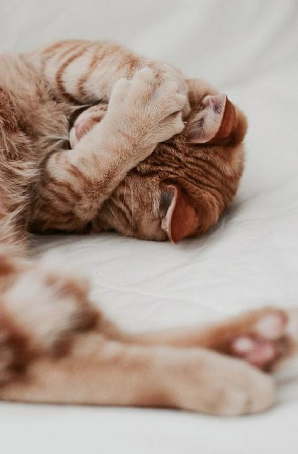 Katze Tumblr