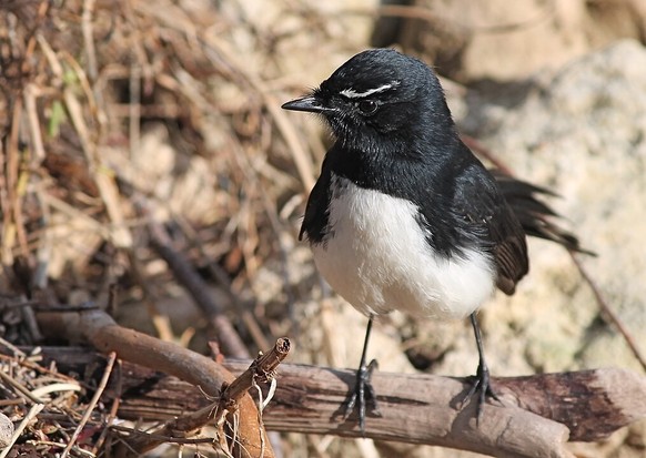 cute news tier vogel Gartenfächerschwanz