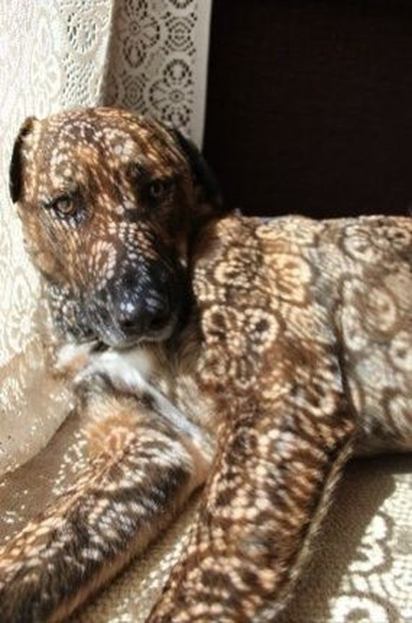 cute news tier hund

https://ch.pinterest.com/pin/9499849209505629/
