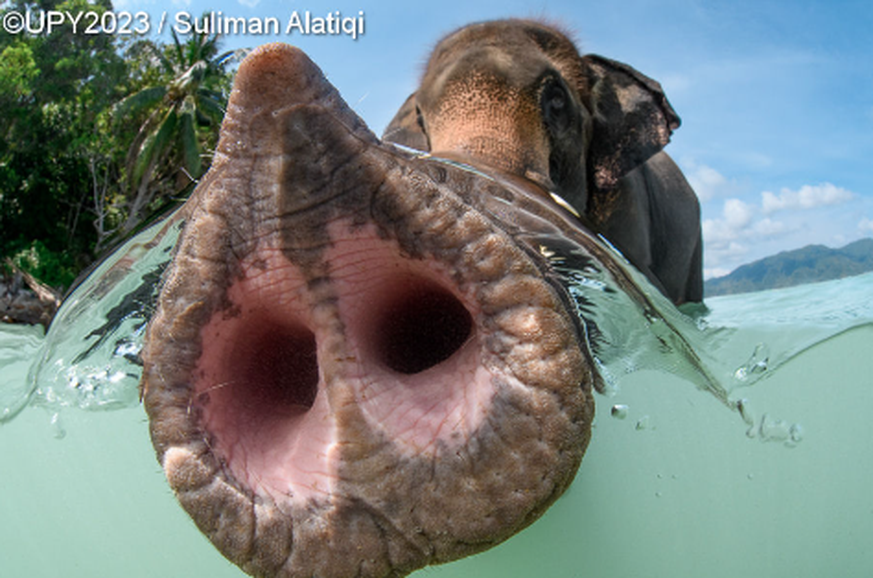 Underwater Photographer of the Year Contest - Elephant