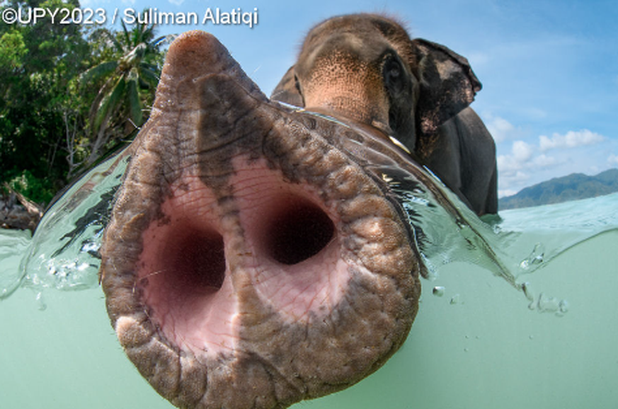 Under Water Photographer of The Year Contest – Elefant