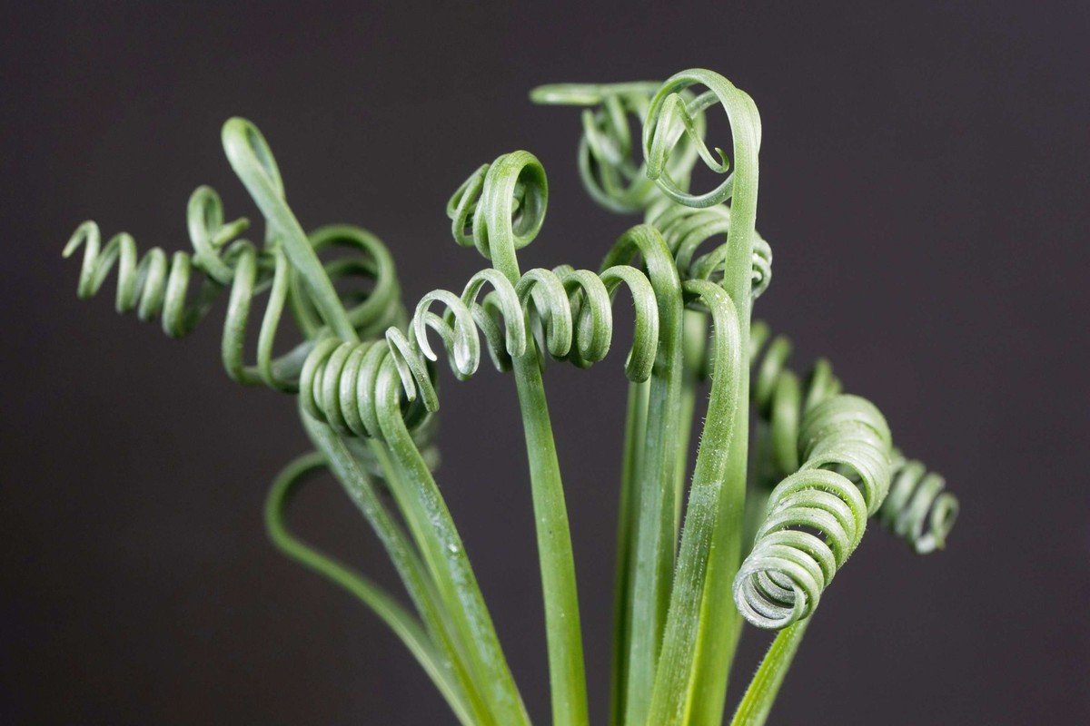 Albuca spiralis.