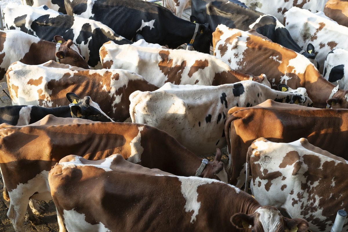 Les vaches laitières sont responsables de la moitié des émissions de méthane en Suisse.