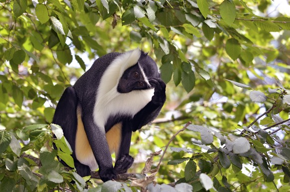 Eine Roloway-Meerkatze (Cercopithecus roloway)