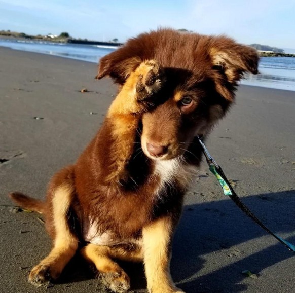 cute news animal tier hund dog

https://www.reddit.com/r/aww/comments/t4vbnq/oc_our_sweet_pennys_first_time_at_the_beach/
