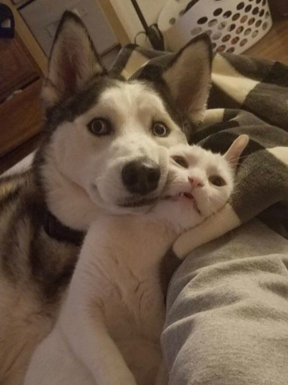 cute news tier hund katze

https://www.instagram.com/p/DNkqiBrNfLw/