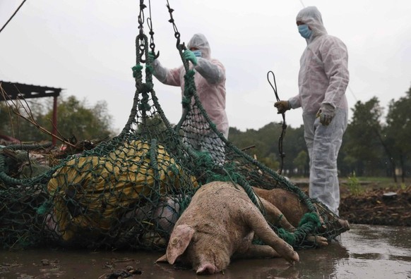 epa03621382 Workers move dead pigs at a bio-safety disposal in the Zhonglian village of the Jinshan district in Shanghai, 13 March 2013. Shanghai so far has collected a total of 5,916 dead pigs from i ...