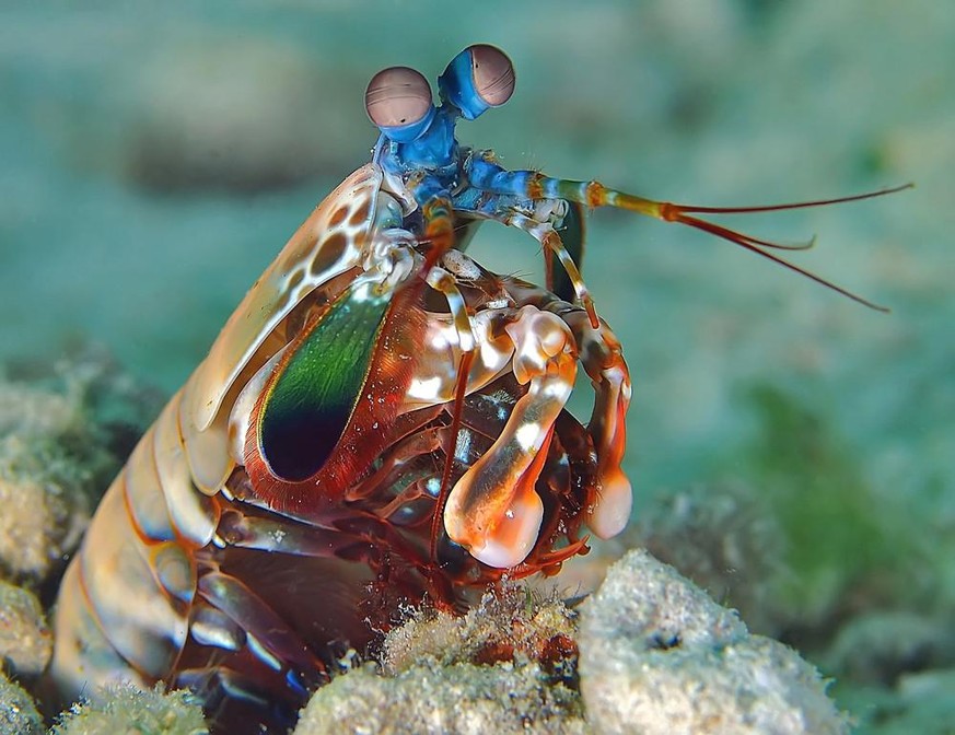 Fangschreckenkrebs, Odontodactylus scyllarus