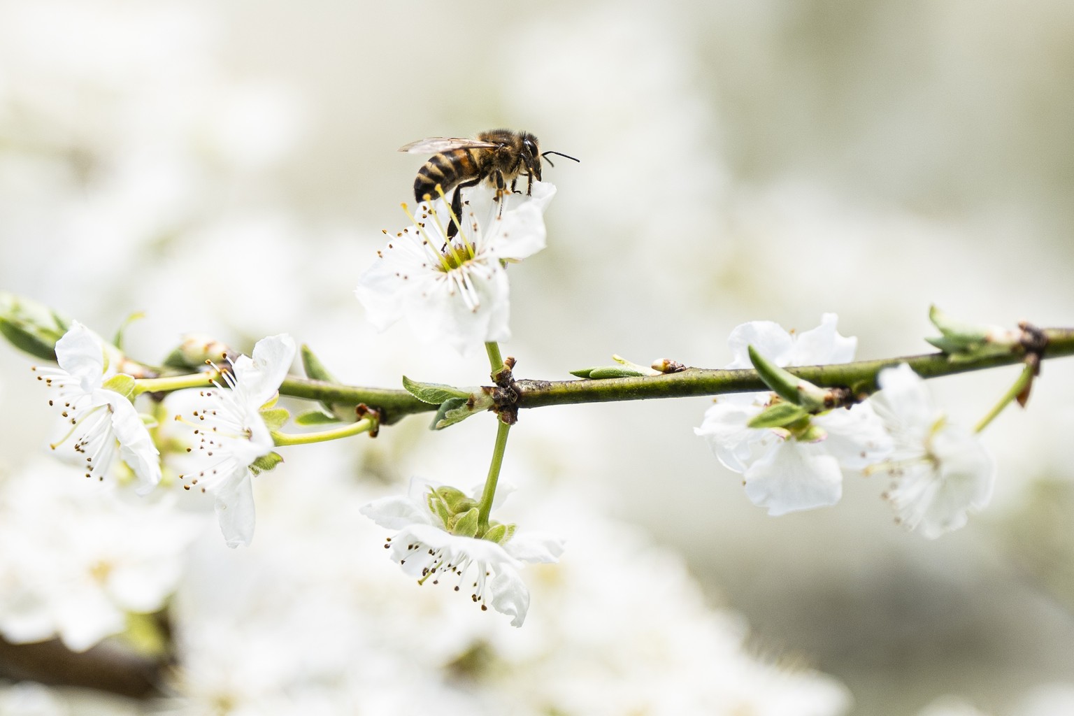 Eine Biene bestaeubt eine Schlehe (Prunus spinosa), am Montag, 31. Maerz 2025 in Duedingen. (KEYSTONE/Til Buergy)
