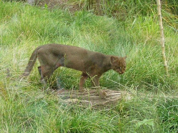 cute news tier jaguarundi