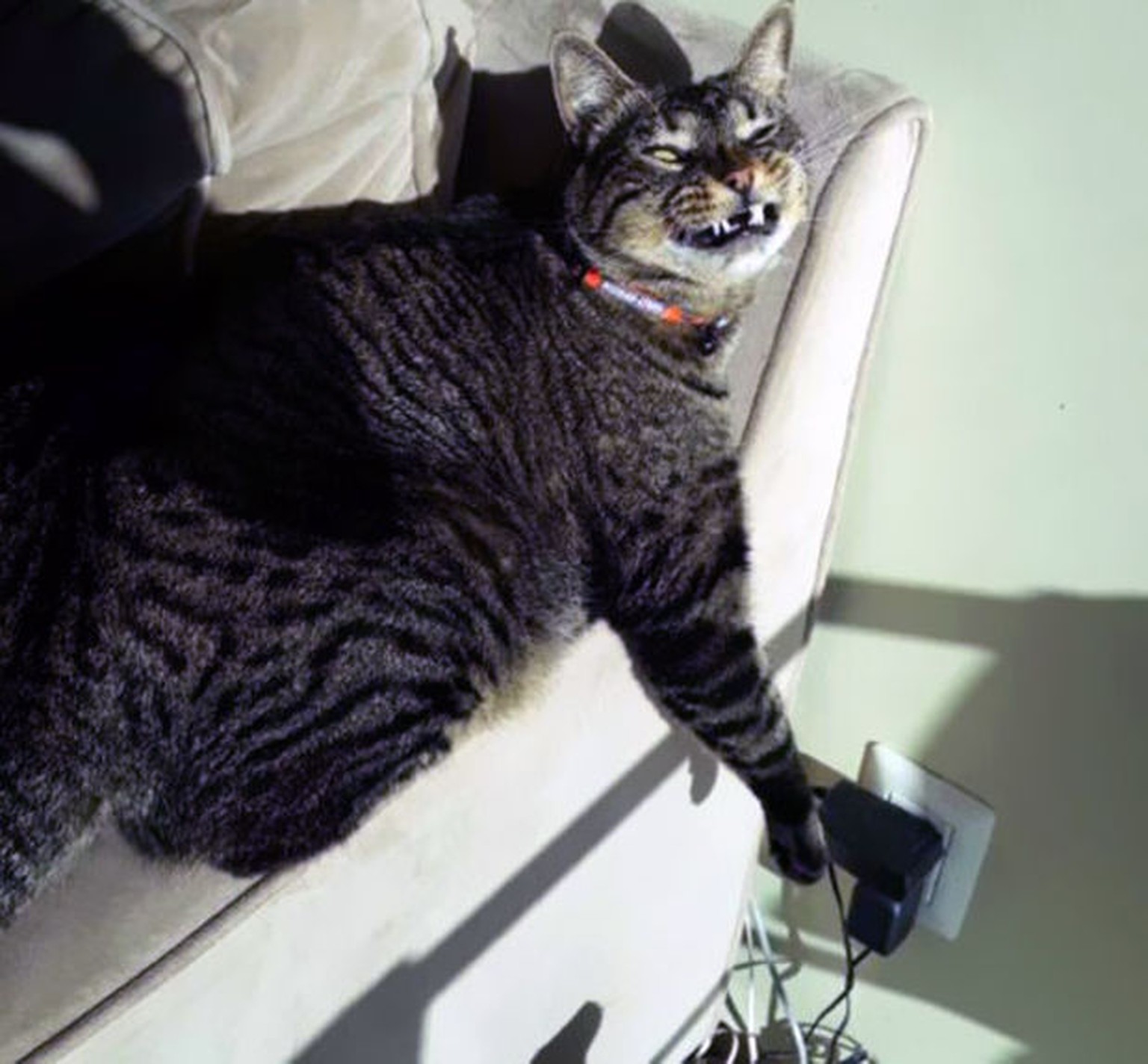 29 Katzen Die Heimlich Deinen Untergang Planen Watson