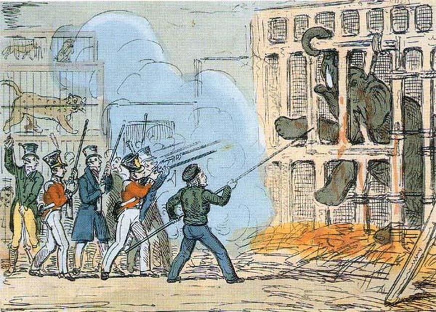 Chunee, der indische Zirkus- und Zoo-Elefant, wurde 1826 in seinem Käfig in London erschossen, als er nicht mehr zu kontrollieren war.