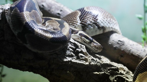 Oberhof - Exotarium 07.12.2022, Oberhof, Exotarium, hier sind exotische Schlangen, Vogelspinnen und Fische zu entdecken im Bild: Koenigspython Python regius