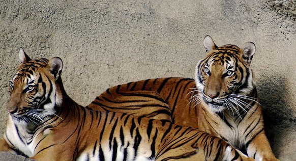 Junge Indochinesische Tiger im Zoo von Cincinnati