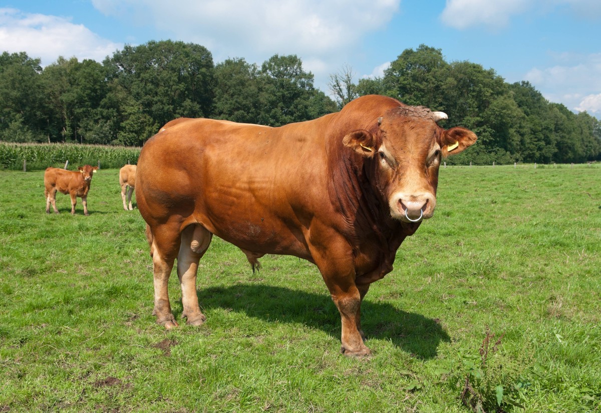 Le taureau fuyard neuchâtelois est de race limousine.