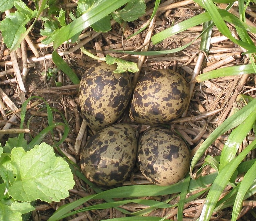 Lapwing Nest https://commons.wikimedia.org/w/index.php?curid=719213