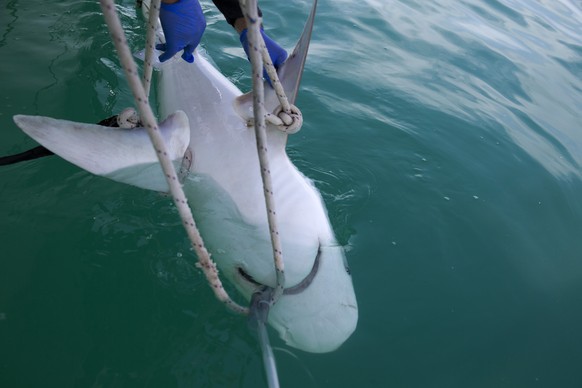 In this Monday, Jan. 21, 2019 photo, a sandbar shark is examined by researchers from the predator project of the Morris Kahn Marine Research Station, established by the University of Haifa, in the Med ...