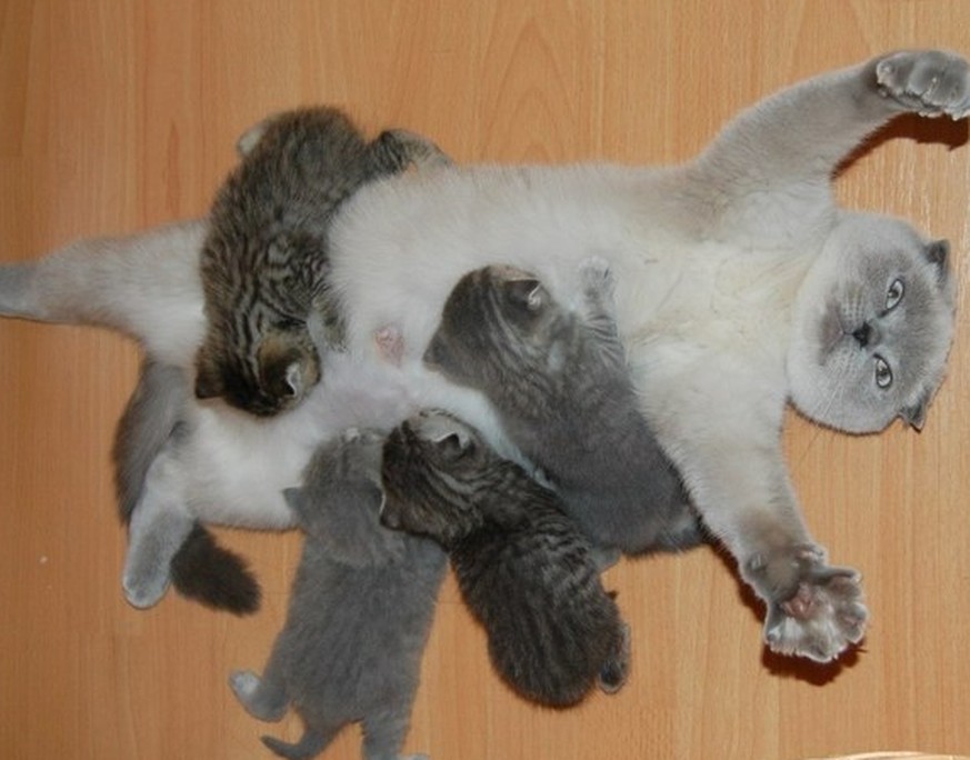 27 Gründe, warum erwachsene Katzen besser sind als Kätzchen :)