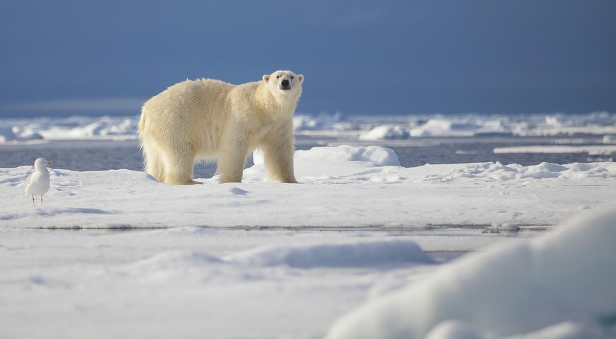 Ein Eisbär bei den norwegischen Spitzbergen. Nicht nur der Klimawandel, sondern auch die Plastik-Verschmutzung bedroht die Fauna in der Arktis.