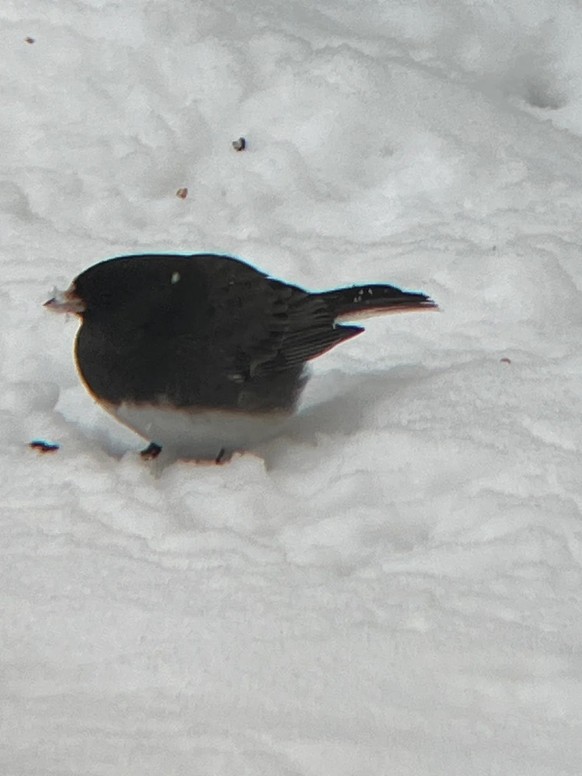 cute news tier vogel

https://www.reddit.com/r/borbs/comments/1pffnt4/the_roundest_junco_ive_ever_taken_a_picture_of/