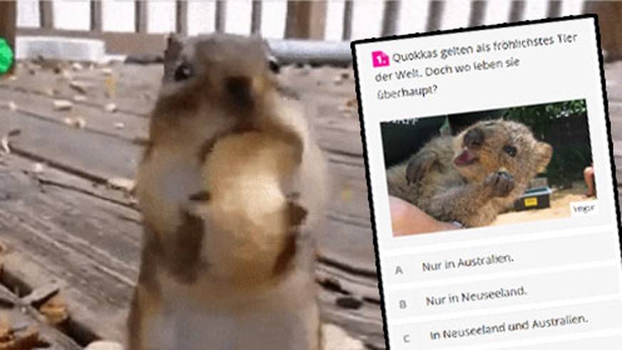 10 GIFs zum Totlachen und ein knallhartes Tierwissen-Quiz