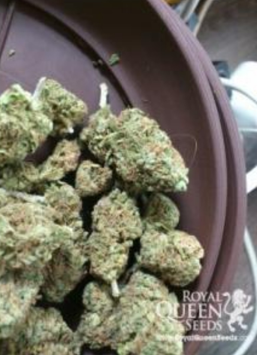 Wie du im Darknet «sicher» Gras kaufst 🌿✌️