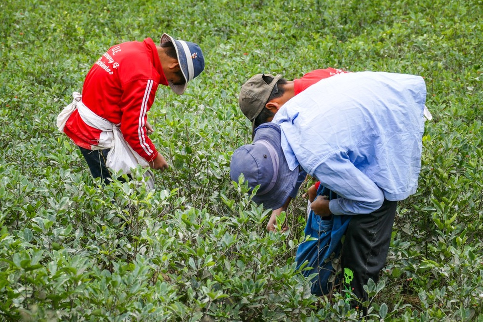 Bolivianische Bauern beim Pflücken von Koka-Blättern.