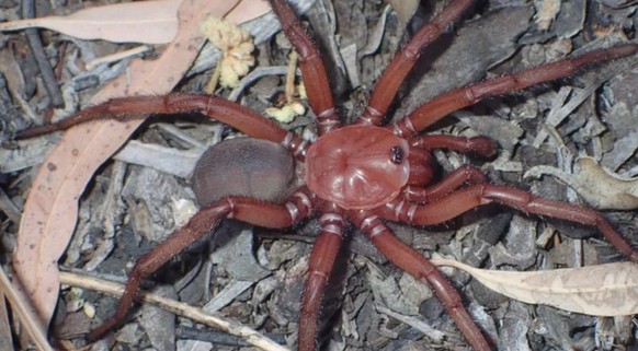 neue Spinne Australien