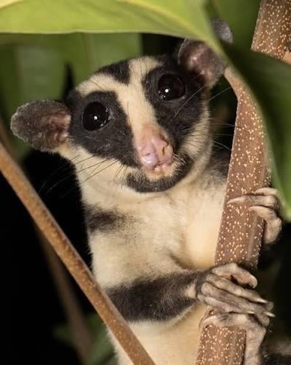 Grosser Streifenbeutler (Dactylopsila trivirgata) 

https://www.reddit.com/r/AIDKE/comments/1vs0jbq/indonesian_striped_possum_dactylopsila_trivirgata/