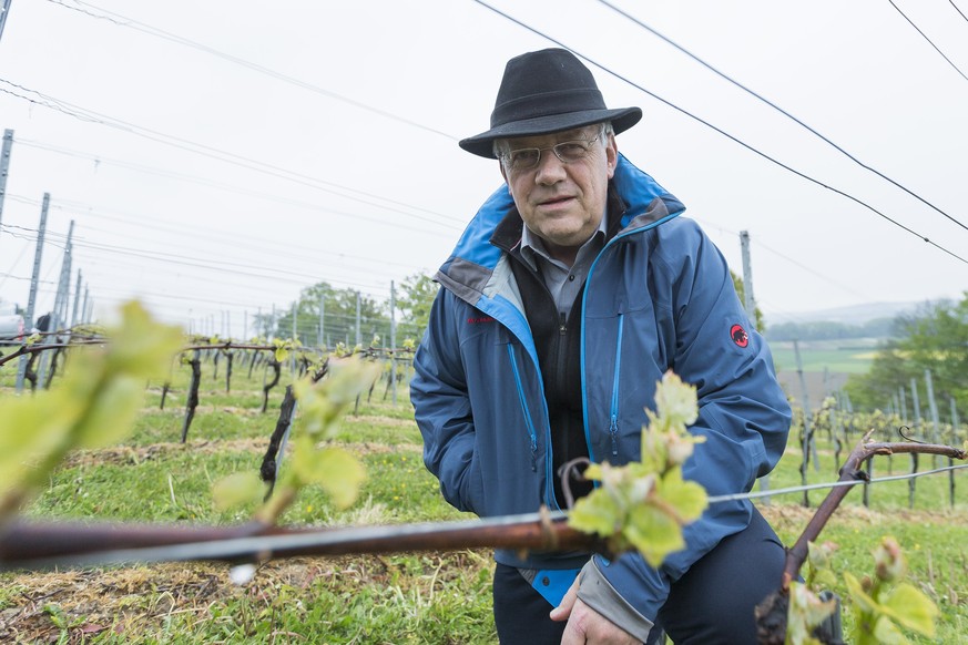 Johann Schneider-Ammann, conseiller federal, visite une vigne touchee par le gel, ce vendredi, 28 avril 2017, dans le vignoble de Constantine. Le gel de ces derniers jours a cause d&#039;importants de ...