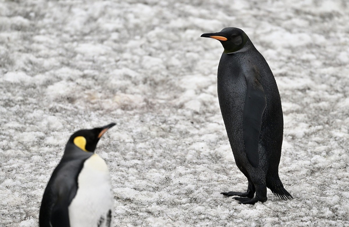 schwarzer pinguin

instagram