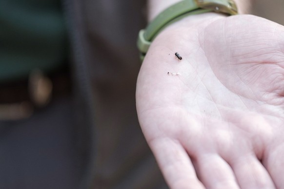 Klein, aber gefährlich:&nbsp;Ein Borkenkäfer auf der Hand von Werner Lutz.