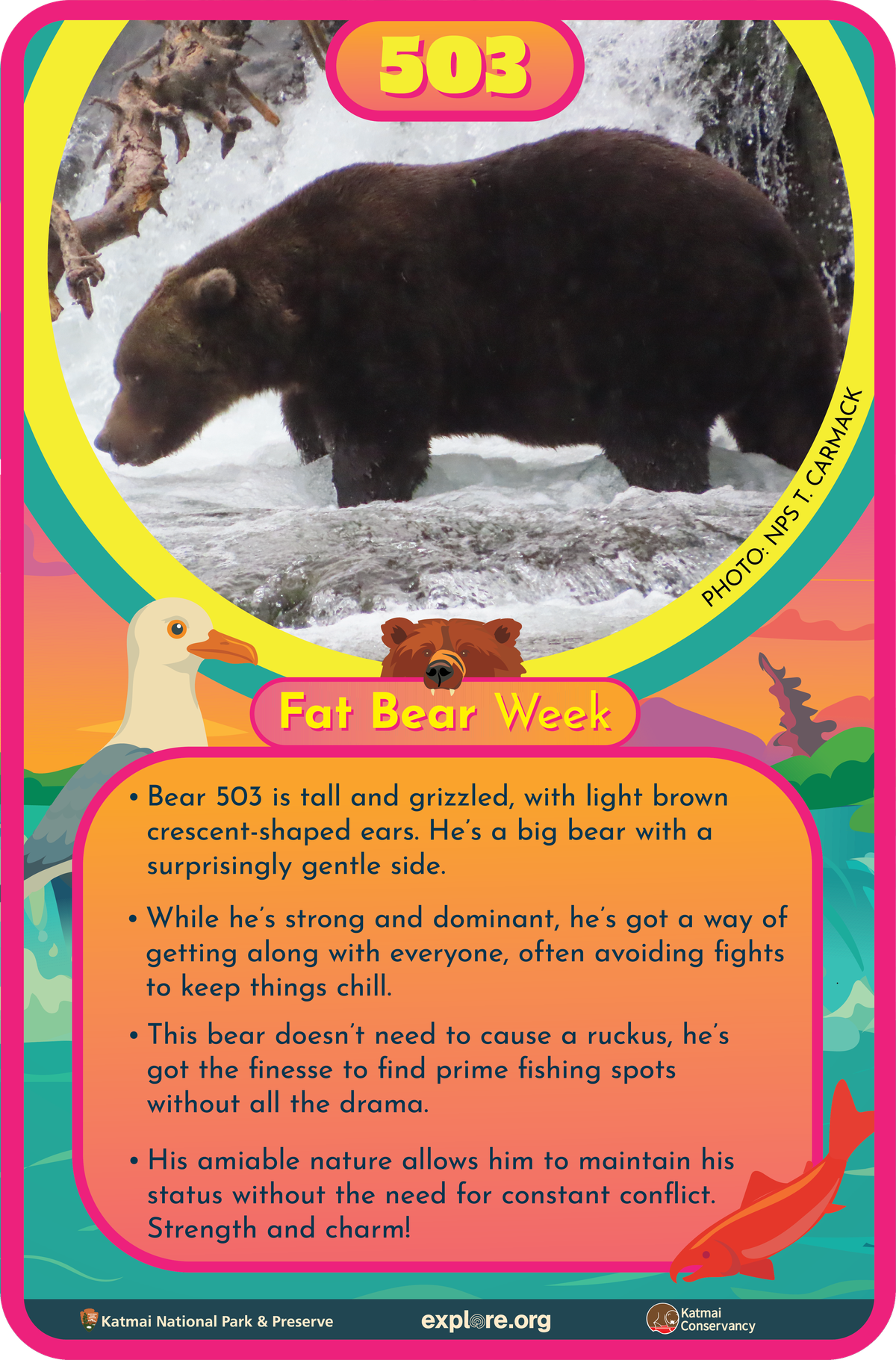 Bär 503 Fact Card