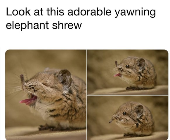 Cute News: Elefantenspitzmaus