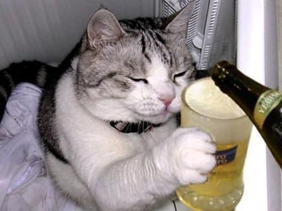 Katze mit Bier.
https://www.pinterest.co.uk/pin/424323596112338852/