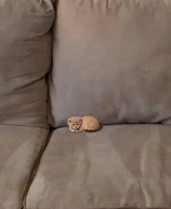 Cute News: Kleine Tiere