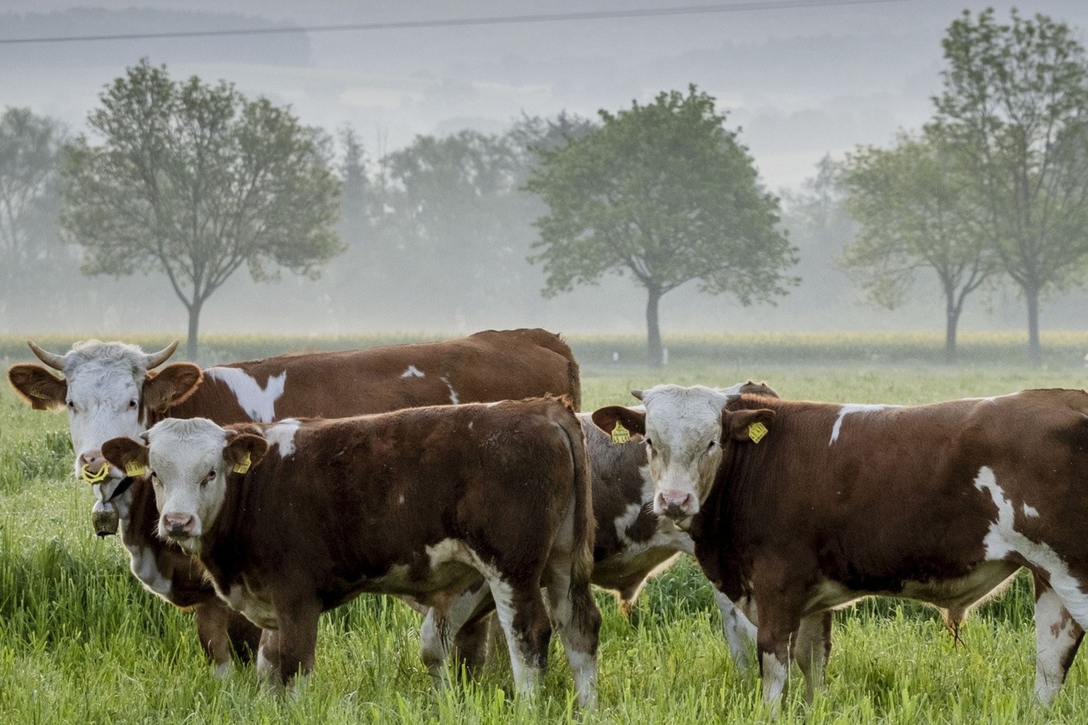 Cows stand on a meadow in Wehrheim near Frankfurt, Germany, Monday, May 22, 2023. (AP Photo/Michael Probst)