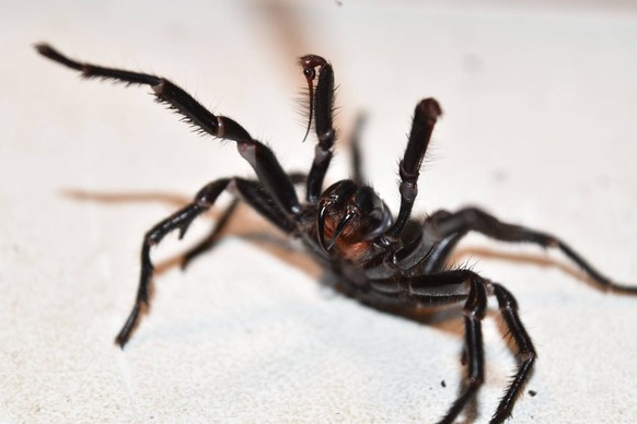 epa05813599 An undated handout photo made available by the Australian Reptile Park on 25 February 2017 shows an Australian funnel-web spider. According to reports on 24 February 2017, a 10-year-old bo ...