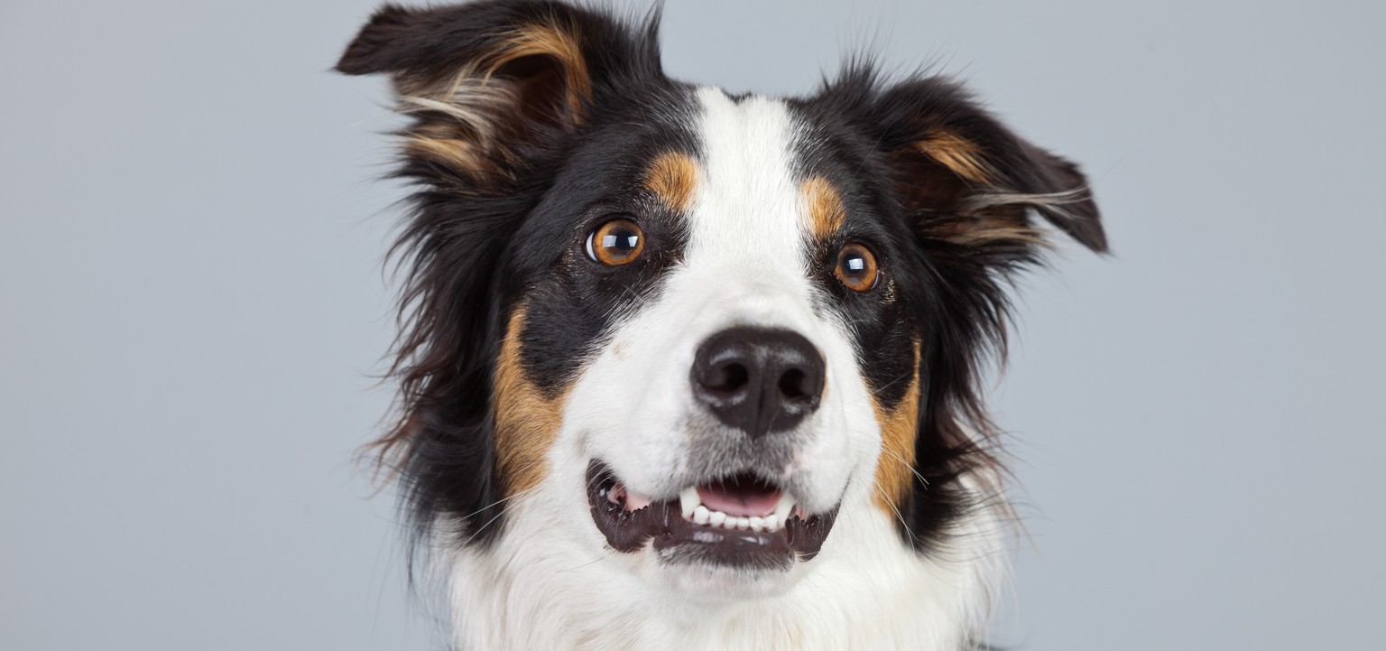 Erstaunliche Abstraktionsfähigkeit: Border Collie.