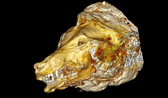 Scan Schädel Eiszeit-Wolf, Permafrost in Jakutien