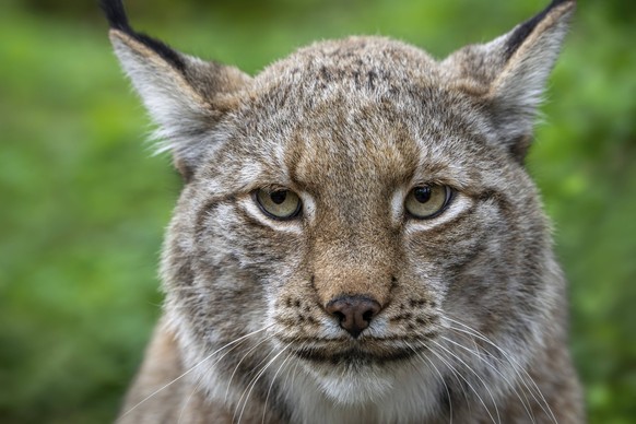 Eurasian lynx Lynx lynx, close-up portrait in forest, wood *** EURASIAN Lynx Lynx Lynx , Close up Portrait in forest, Wood Copyright: imageBROKER/alimdix/xArterrax/xP ibltsm10662747.jpg RECORD DATE NO ...